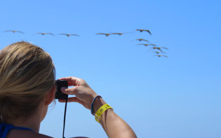 Jak fotografować ptaki w locie?